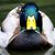DrDucker's avatar