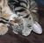 ovipositor's avatar